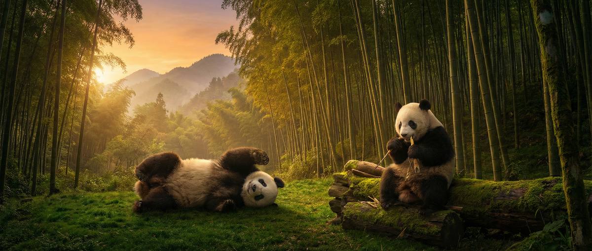 重口动物写真视频社区